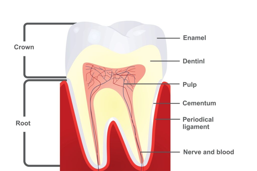 Cross-section diagram of a human tooth showing labeled parts including enamel, dentin, pulp, cementum, periodontal ligament, nerve and blood supply, as well as the crown and root.